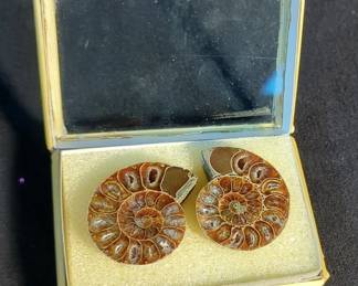 Ammonite Fossils, Qty 2, 2"