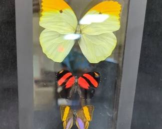 Double Glass Framed Butterflies, 8" x 5"