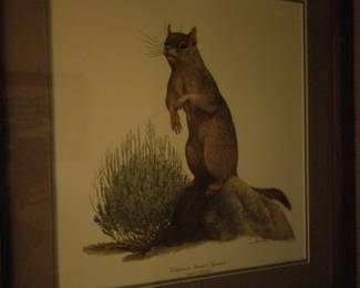 Ray Harm framed print California Ground Squirrel