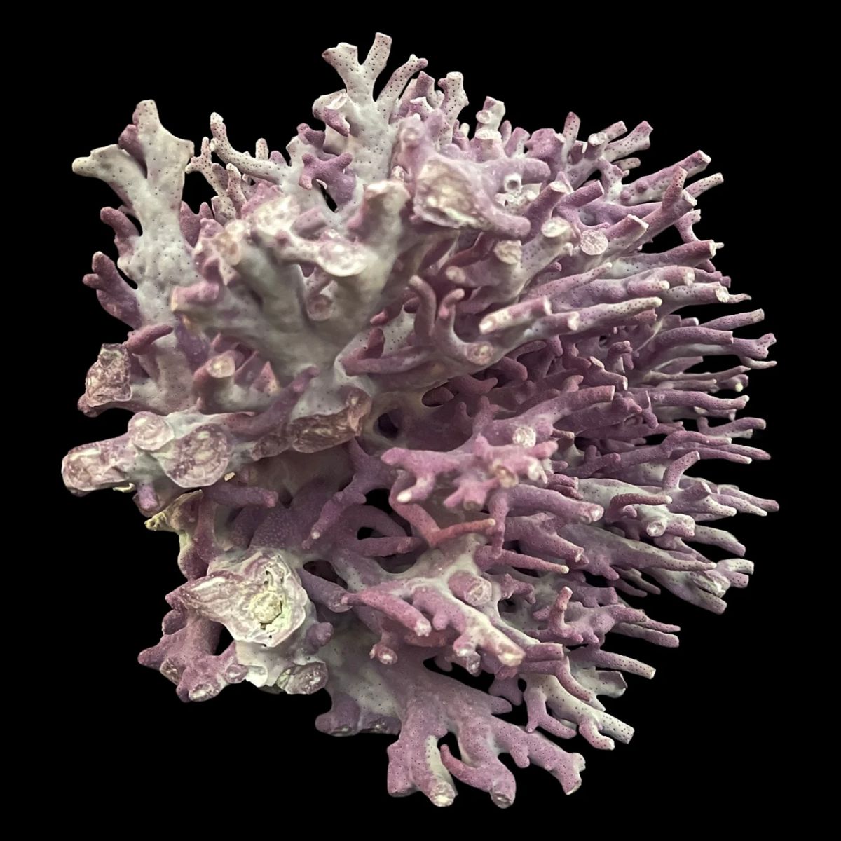 Luxury Normandy Estates Littleton Colorado... starts on 10/14/2023