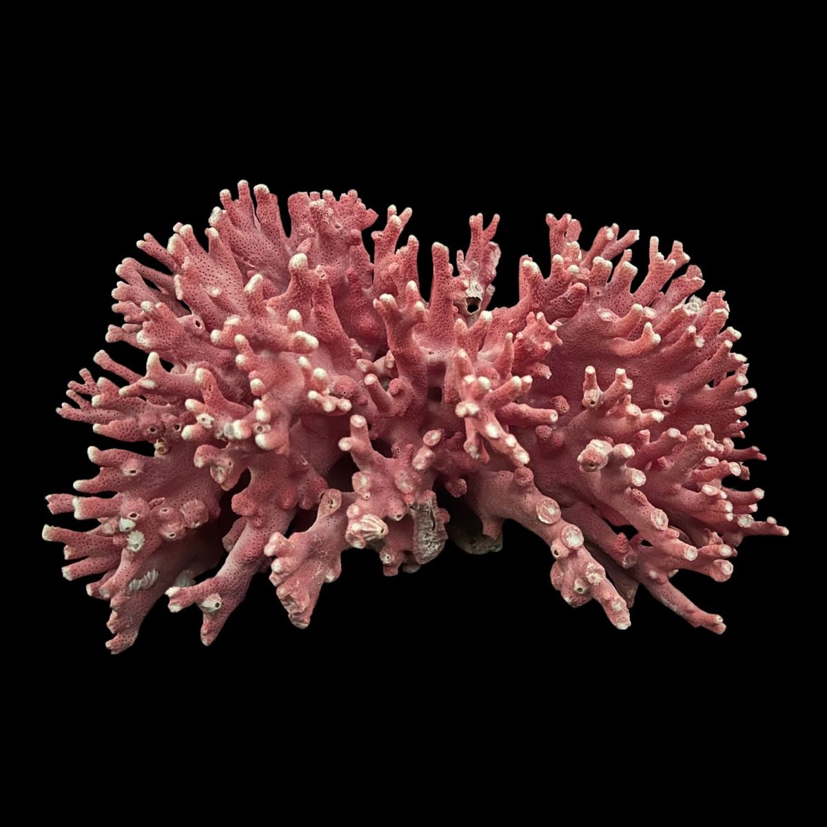 Luxury Normandy Estates Littleton Colorado... starts on 10/14/2023