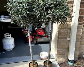 Decorative Olive Trees