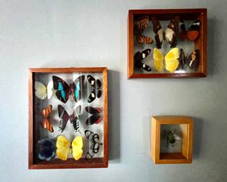 Stunning butterfly studies