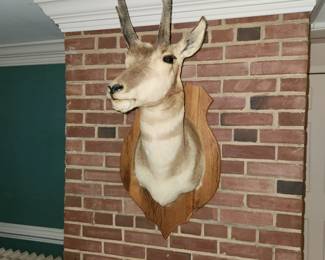 Pronghorn Antelope mount