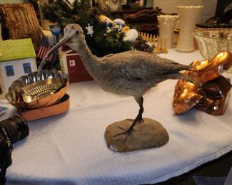 Long billed Curlow mount