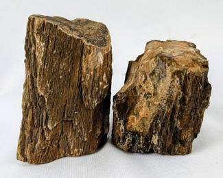 #19 • Two Petrified Wood Pieces
