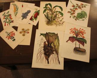 Antique hand colored botanicals