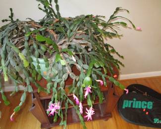 Lots of house plants