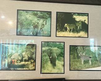 African safari photography vintage zebra elephant lion