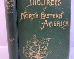 1890 The Trees Of Northeastern America by Charles S. Newhall Published by The Knickerbocker Press New York G. P. Putnams Sons