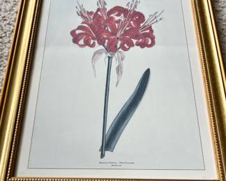 Framed Print of Amaryllis Venusta - Poppy Colored Amaryllis