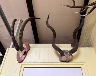 Wall Mounted Antelope Horns, Wall Mounted Kuda Horns