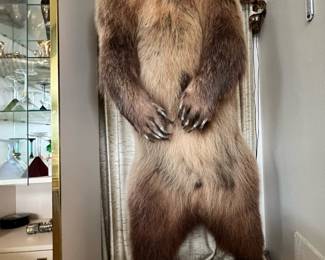Taxidermy Northwest Territories Grizzly Bear