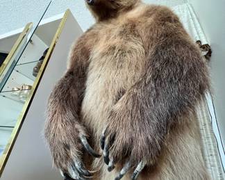 Taxidermy Northwest Territories Grizzly Bear