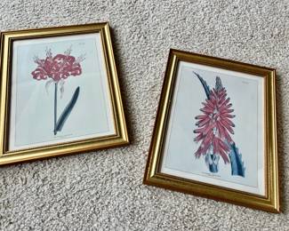 Framed Print of Aloe Aborescens - Narrow Leaved Sword Aloe, Framed Print of Amaryllis Venusta - Poppy Colored Amaryllis