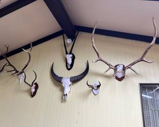 Wall Mounted Buffalo Skull, Wall Mounted Elk Horns, Wall Mounted Antelope Horns, Wall Mounted Gazelle Skull