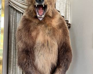 Taxidermy Northwest Territories Grizzly Bear