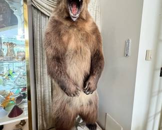 Taxidermy Northwest Territories Grizzly Bear