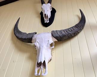 Wall Mounted Buffalo Skull, Wall Mounted Gazelle Skull