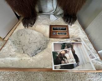 Taxidermy Northwest Territories Grizzly Bear
