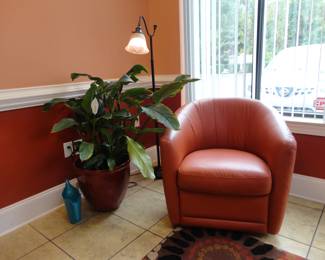 18" Peace Lilly Plant (Spathiphyllum)