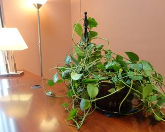 We named this Philodendron Plant "The Beast"