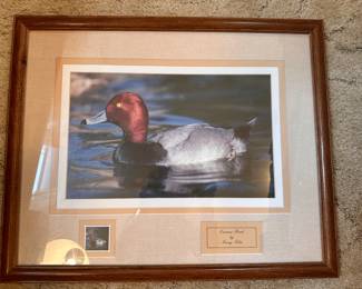Canvasback Duck art.