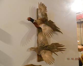 pheasant taxidermy