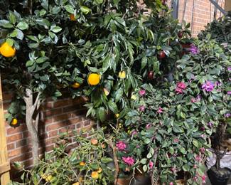 Massive selection of artificial trees…not all are pictured