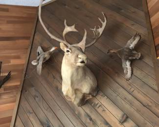 large Caribou rack . The ducks are not for sale 