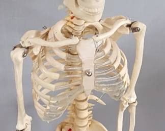 3 foot skeleton on chrome stand