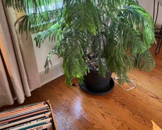 Large Healthy Plants