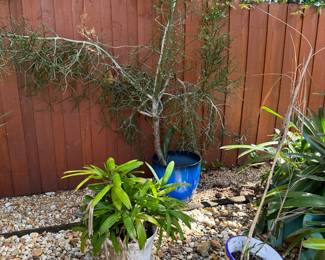 The plant in the front and back are sold.