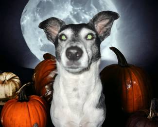 pup not for sale!  busy howling at the moon!