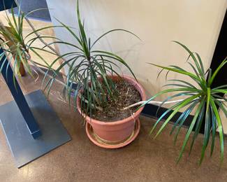 This plant needs your love.