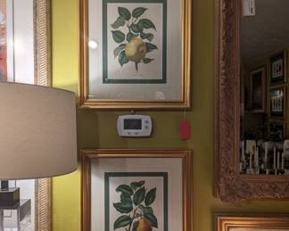Pair of framed Apple and Pear prints 