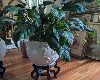 Extra Large & Beautiful Peace Lily *HEAVY* Plant & stand 38” tall, planter ~18” diameter, plant ~40” wide