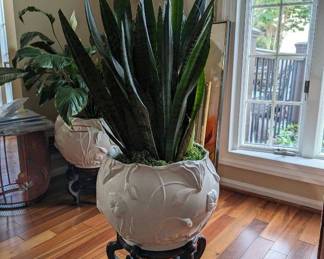 Extra Large Snake Plant *HEAVY* Plant ~48” tall