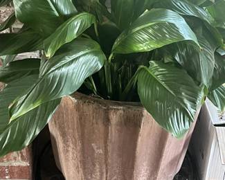 Large Peace Lily in Large Ceramic Pot on Wheeled Stand
