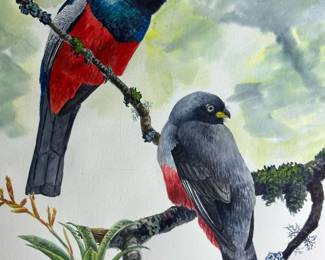 Original Watercolor of White-Eyed Trogon by DANIEL LANE