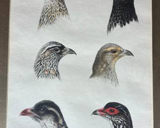 Original Watercolor of 6 Francolin Heads by TIMOTHY GREENWOOD 