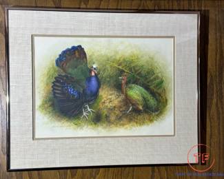 Original Watercolor of Congo Peafowl by TIMOTHY GREENWOOD 