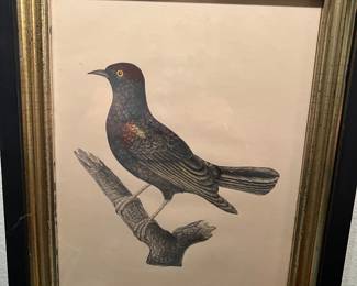 several vintage bird prints