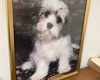 Framed Photograph of Gray/White Maltese Dog