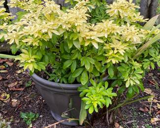 Potted Mexican Orange Blossom Plant
