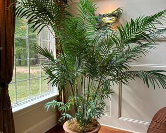 G22 - $95 - 8' tall decorative Areca Palm Tree.
