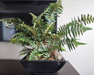 Lovely Large Fern Floral Arrangement in a Large Lightweight Tin Planter - Stands About 2ft High