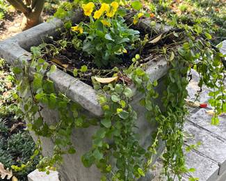 More fab concrete planters