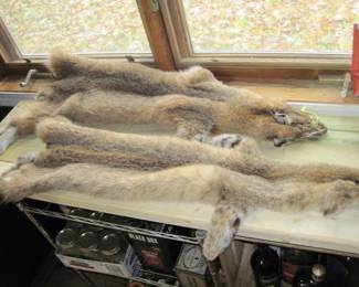 Bobcat Pelts
