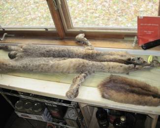 Bobcat & Muskrat Pelts